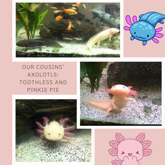 Adopt axolotl fundraiser flyer by Tinywich